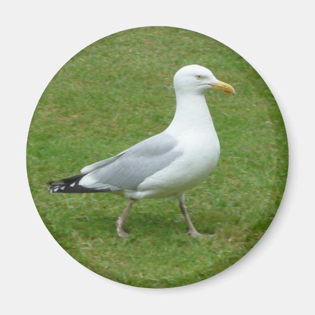 Íman Seagull caminhando no Parque (Frente)