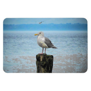 Íman Seagull em Puget Sound Magnet
