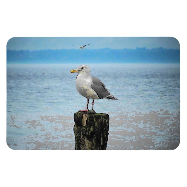 Íman Seagull em Puget Sound Magnet (Horizontal)