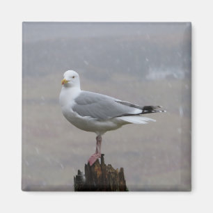 Íman Seagull em Snow Square Magnet