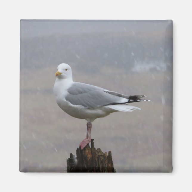 Íman Seagull em Snow Square Magnet (Frente)