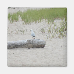 Íman Seagull sentado no Log on Beach Photo Magnet