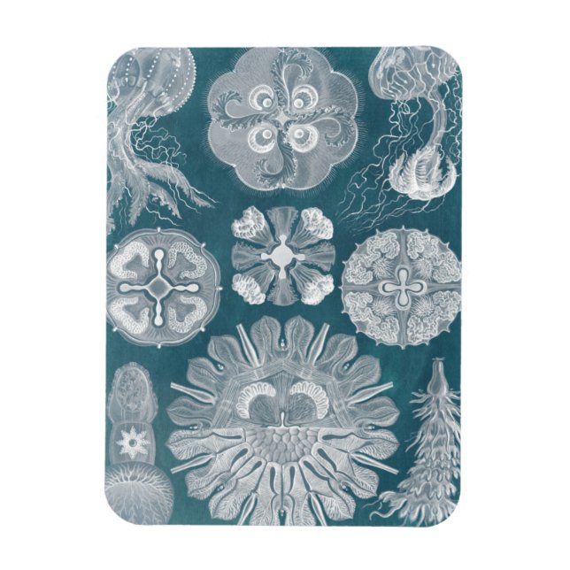 Íman Sealife Blueprint IV (Vertical)