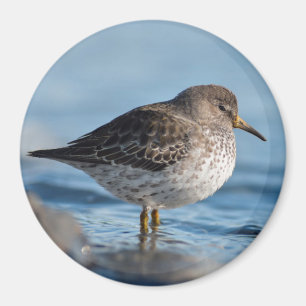 Íman Searing Rock Sandpiper