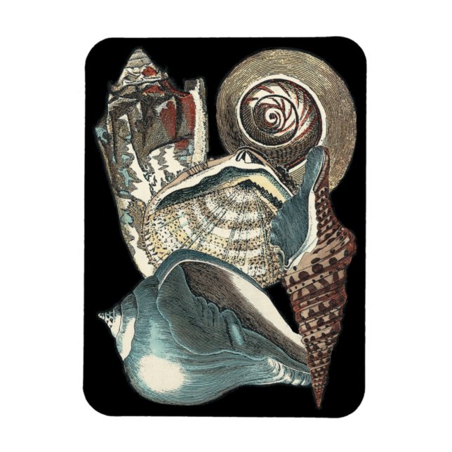Íman Seashell Anthology (Vertical)