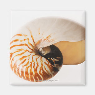 Íman Seashell do nautilus (stenomphalus do nautilus)