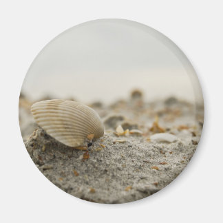 Íman Seashell Magnet