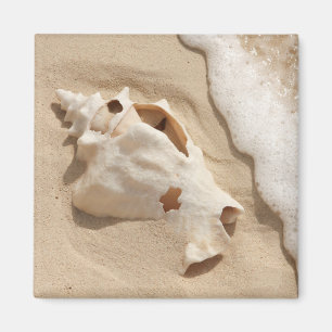 Íman Seashell na ilha das Caraíbas grande do turco da