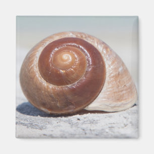 Íman Seashell Na Praia Ruas. Petersburgo, Fl