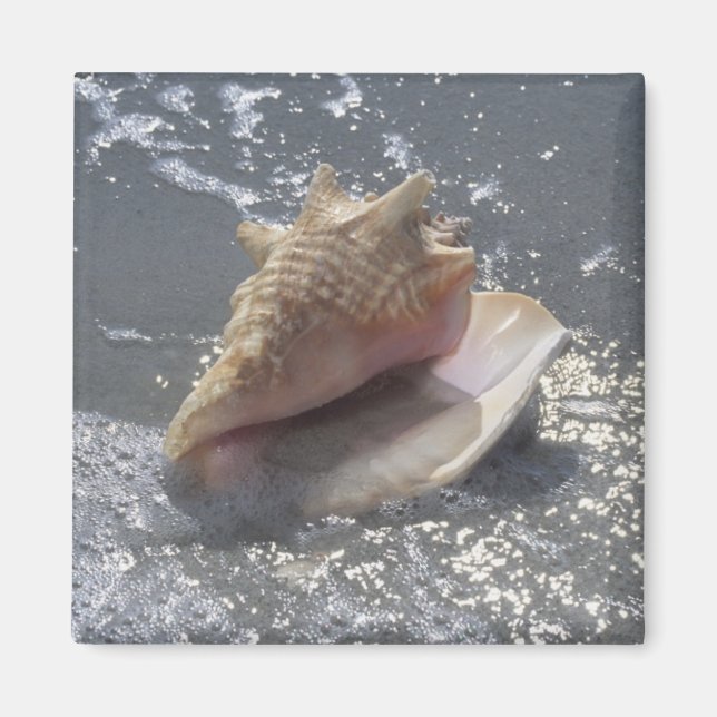 Íman Seashell Na Praia | Sanibel Island, Florida (Frente)