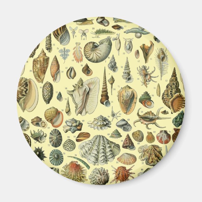 Íman Seashell Shell Mollusk Clam Elegant Clam Art (Frente)