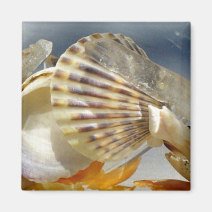 Íman Seashell Sunshine Magnet