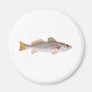 Íman Seatrout manchado