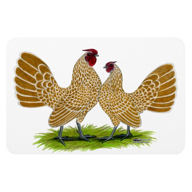 Íman Sebrights Buff Lacrado (Horizontal)