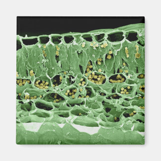 Íman Seção Cruzada de Folha