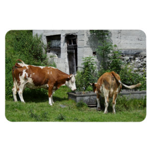 Íman Sede Fleckvieh