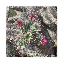Sedona Pink Cactus Bloert Magnet