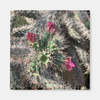 Íman Sedona Pink Cactus Bloert Magnet