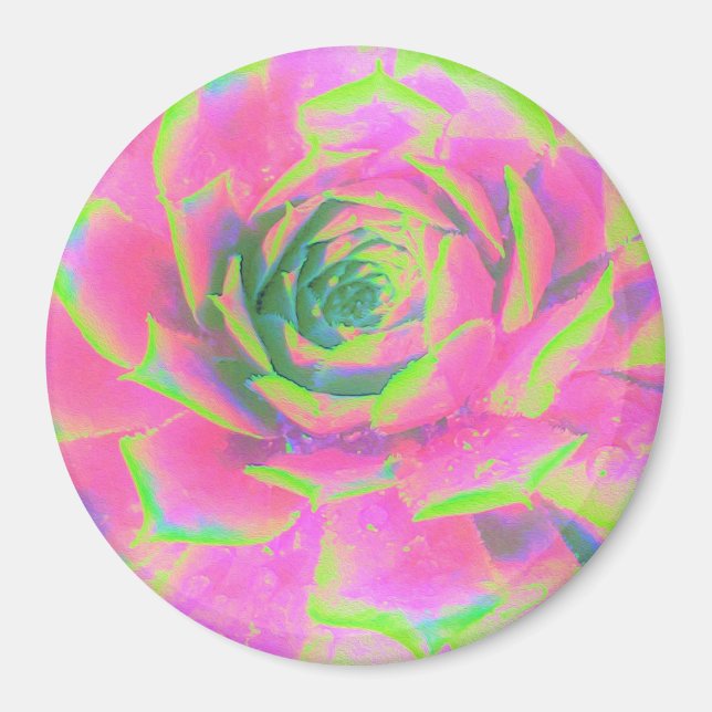Íman Sedum Rosette verde limão e Suculente Rosa (Frente)
