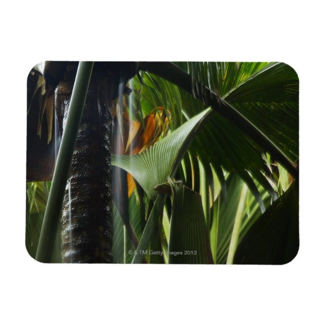 Íman Seicheles, Praslin, Vallee de Mai, Chuva Pesada (Horizontal)