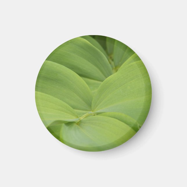 Íman Selo Solomons (Frente)