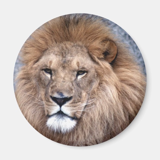 Íman Selvagem Animal 1 (Frente)