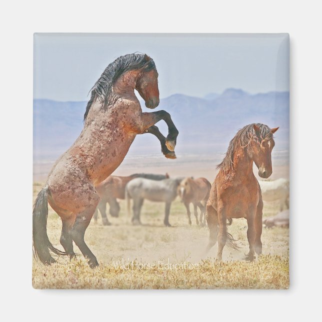 Íman selvagem e livre (Frente)