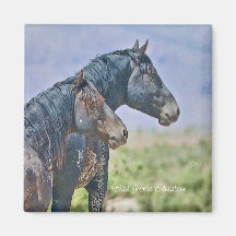 Selvagem e Livre, Magnet