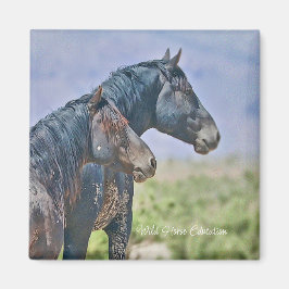 Íman Selvagem e Livre, Magnet