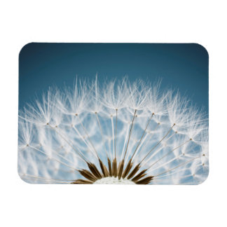 Íman Sementes De Dandelion