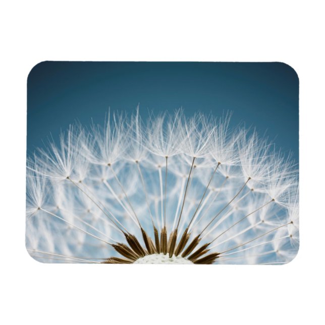 Íman Sementes De Dandelion (Horizontal)