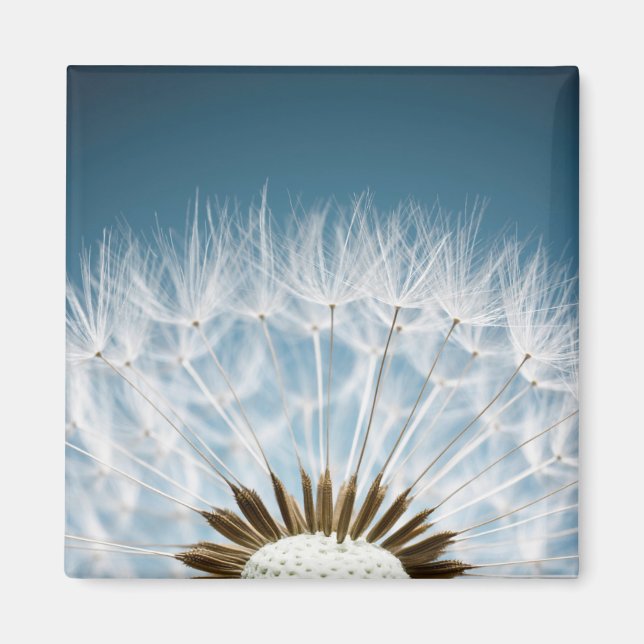 Íman Sementes De Dandelion (Frente)