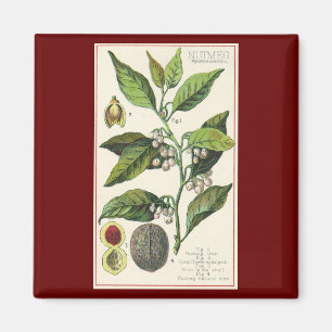 Íman Sementes de Fruta de Planta de Noz-moscada Vintage
