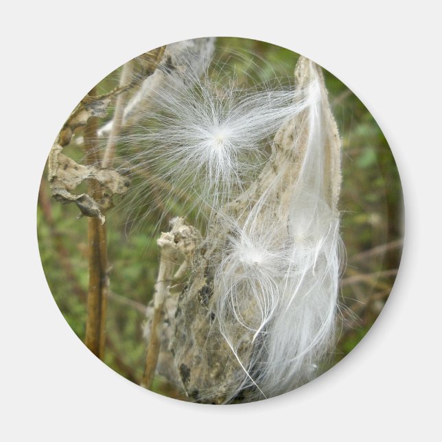 Íman Sementes De Milkweed Coordenando Itens (Frente)