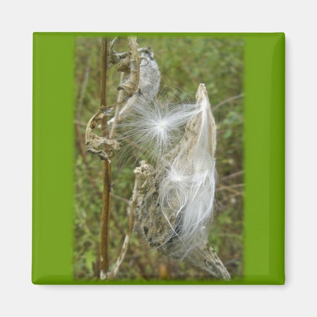 Íman Sementes De Milkweed Coordenando Itens (Frente)