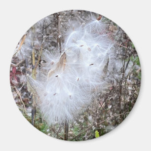 Íman Sementes de Milkweed e Escritório da Seda