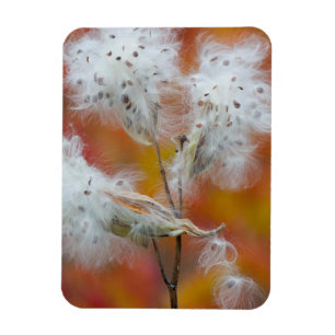 Íman Sementes de Milkweed no outono, Canadá