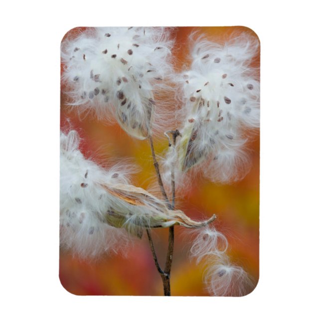 Íman Sementes de Milkweed no outono, Canadá (Vertical)