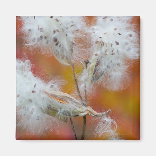 Íman Sementes de Milkweed no outono, Canadá (Frente)