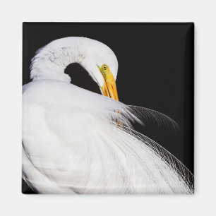 Íman Sempre Egrets