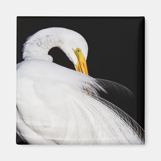 Íman Sempre Egrets (Frente)