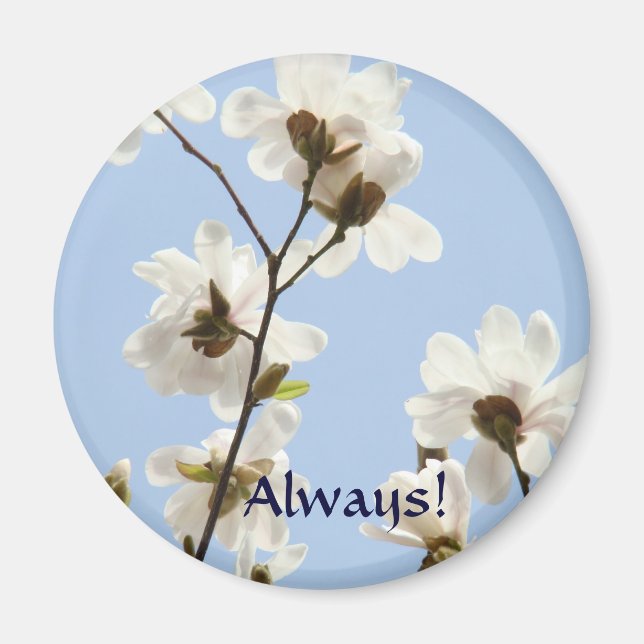 Íman Sempre! ímã Flores de Magnólia Branca Primavera (Frente)