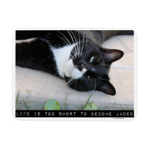 Íman Sendo conselho engraçado enfadado do gato