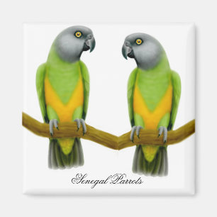 Íman Senegal - Parrots Magnet