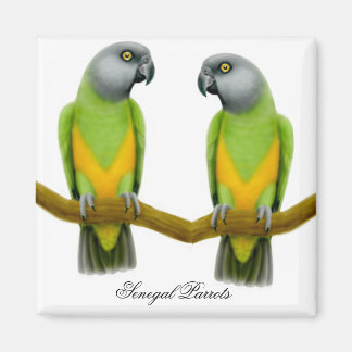 Íman Senegal - Parrots Magnet