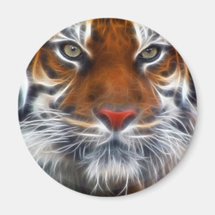 Íman Senhor das selvas indianas, o tigre de Bengal real