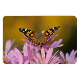 Íman Senhora Americana Borboleta Perene Clara Curtis 4x