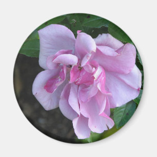 Íman Senhora bonito 092