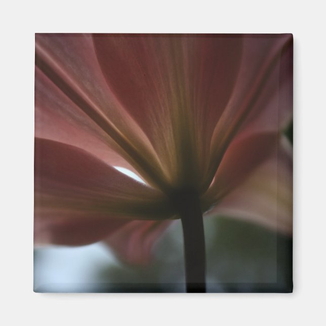 Íman Senhora Rosa (Frente)