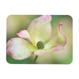 Íman Senhorita Satomi' de Kousa do Cornus da flor do
